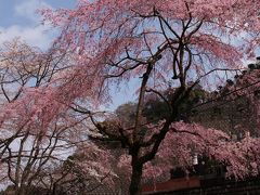 高尾の桜－大光寺・高乗寺