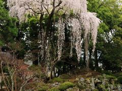 桜も見事な恵林寺