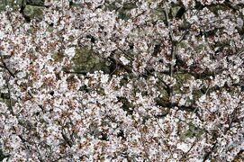 2010春、桜満開の松阪城址(3/4)：梶井基次郎文学碑、月見櫓跡、金の間櫓跡、剣道試合