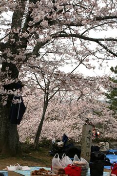 2010春、桜満開の松阪城址(4/4)：松坂城址、天守閣跡、御城番屋敷、紫木蓮