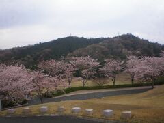 ホームコースの桜