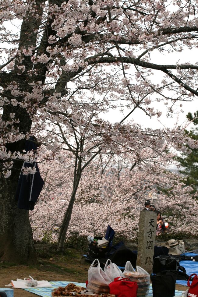 2010春、桜満開の津城址(1/4)：お堀、錦鯉、染井吉野、入徳門