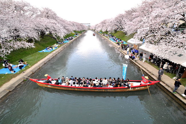 第34回各務原市桜まつり..その2...桜と桜観覧船