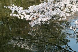 2010春、桜満開の津城址(4/4)：染井吉野、山桜、お堀、石垣、ドバト、川鵜