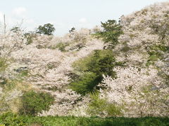 桜の名所竜王山での花見と、きらら海岸散策