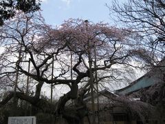 ちょびれが行く　近場の茨城　桜紀行　２０１０(４月８日更新）