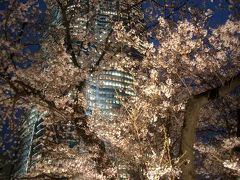 毛利庭園で夜桜見物
