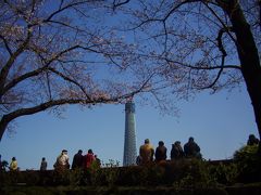 東京スカイツリーと浅草のさくら  Tokyo sky tree&Cherry blossoms