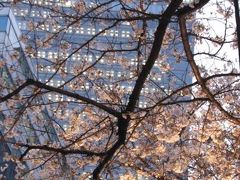 東京駅八重洲口と桜通りの風景