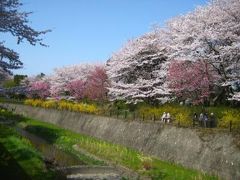 4月上旬の昭和記念公園2010　桜とチューリップ