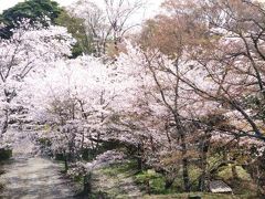 ☆桜の名所百選で名城百選の岡城跡☆