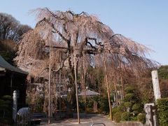 高尾の桜－金南寺・宗観寺