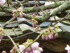 醍醐の花見【04】爛漫の桜花の如く満開だった日本は・・・？