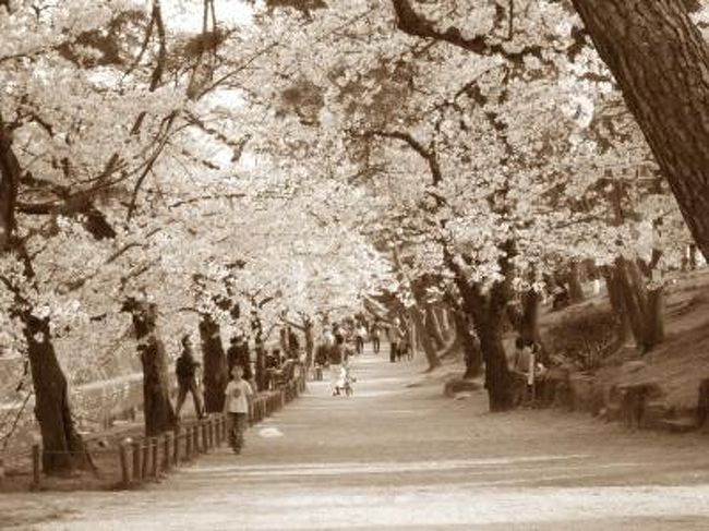 まさかの今春二度目の夙川<br /><br />夙川の桜を再び見たくて・・・