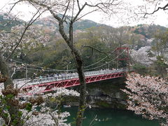 2010年　新城桜淵公園のさくら