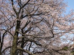 根岸森林公園のお花見…２０１０年