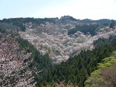 はじめての吉野山で桜のお花見