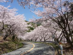 野呂山・・さざなみスカイラインの桜