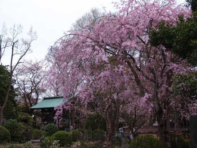 　箱根駅伝の遊行寺の坂で知られる遊行寺は時宗総本山の寺院で藤沢山無量光院清浄光寺と号す。遊行寺の門前町が藤沢であり、江戸時代の藤沢宿は江の島や大山への分岐点として賑わい、発展を遂げた。藤沢市街の賑わいに比べ、遊行寺境内は人もまばらで喧騒とはほど遠いお寺らしいお寺である。<br />　関東のお寺ともなると枝垂れ桜が植えられていることは少ない。鎌倉界隈では枝垂れ桜は極端に少ないから、ここ藤沢の遊行寺に枝垂れ桜があってほっとした。<br />（表紙写真は遊行寺庭園の紅枝垂れ桜）