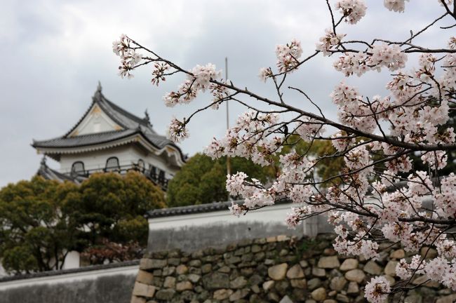 岸和田城（きしわだじょう）は、大阪府岸和田市岸城町にあった城である。別名千亀利城（ちきりじょう）。<br /><br />岸和田は”だんじり祭り”がとても有名ですが、春には岸和田城の周辺を彩る１７０本の桜が咲き誇り、多くの花見客を集めます。<br /><br />またこの時期は”お城まつり”が開かれ、城内に露店が立ち並ぶ他、夜にはお城のライトアップ、ぼんぼりの点灯で夜桜見物に華を添えます。<br /><br />おまけ↓↓↓<br />http://yaplog.jp/awamoko/archive/194