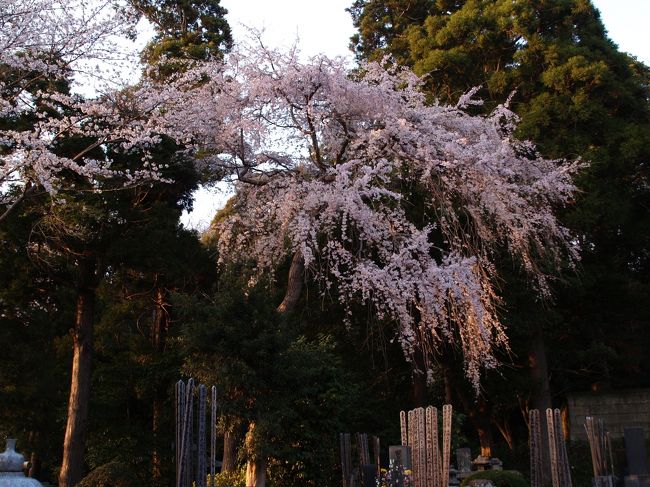 　時宗総本山の藤沢山無量光院清浄光寺は遊行寺と呼ばれている。遊行寺境内の染井吉野は満開であるが、大書院前の枝垂れ桜は散り始めであり、放生池の前の紅枝垂れ桜は咲き始めである。池のごみをすくっていた若い坊さんに聞くと廊下の向こうにも枝垂れ桜があると言う。言ってみると満開であった。一昨年のように皆一緒と言う訳にはいかないのが天候の難しさだろう。<br />　本堂に入って驚いたのは中の柱に大きな獅子頭の木鼻が左右に付いていたことだ。本堂入り口の流れに獅子頭と象の木鼻があるから不用であろう。彫刻も素晴しいが彩色はされていない。また、天井絵もない。藤沢では龍口寺に次ぐレベルの本堂だ。<br />　境内に大きな銀杏の木がある。倒れてしまった鎌倉八幡宮の大銀杏の木よりも大きい。木を囲んでベンチがあるが、若い娘さんが2人で私がきてからでももう1時間も話し込んでいる。何時間話しているのだろう。遊行寺境内は人もまばらで喧騒とはほど遠いお寺である。<br />　関東のお寺ともなると枝垂れ桜が植えられていることは少ないが、ここ遊行寺には枝垂れ桜が何本かある。また、池の前には植えて間もない紅枝垂れ桜があった。京都の東寺と同じように庭の手入れには力を入れているのだ。遊行寺境内の染井吉野が枝垂れ桜に置き換わっていくならば関東では少ない枝垂れ桜の名所にも成れるのに。<br />（表紙写真は遊行寺廊下裏の枝垂れ桜）