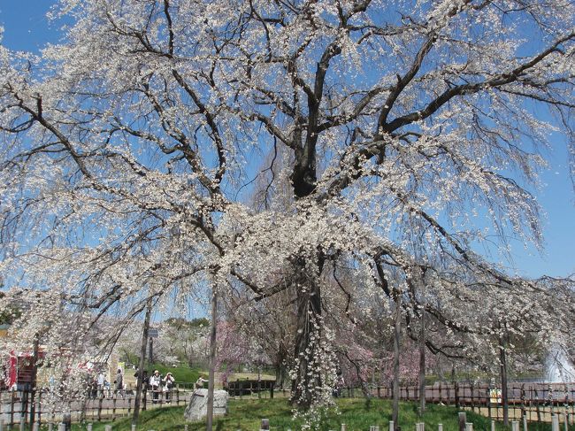今年は賀茂川の桜、八幡の桜、そして毎年恒例の万博公園の桜でお花見。<br /><br />八幡の満開の桜を見た後、万博公園の桜の迫力が霞みかけましたが、いざ、やって来ると、むむむ、やはり凄い。<br />公園内に咲く桜の総本数は約5,500でその数は大阪トップクラス。<br />約９種類の桜が公園内の色んなエリアで咲き誇ります。<br /><br />◎2010年　万博公園の桜まつり　3月27日(土)〜4月11日(日)<br /><br />※昨年の旅行記<br />http://4travel.jp/traveler/bostonbag/album/10324352/