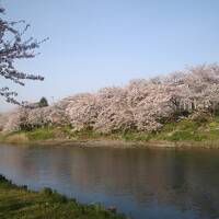 ☆2010花見②　勝間田川＆パターゴルフ