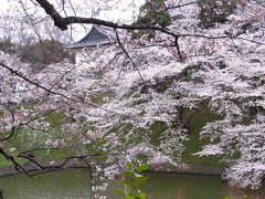 ☆千鳥が淵のさくら・・04-01