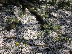 善福寺川の桜　花のカーペット