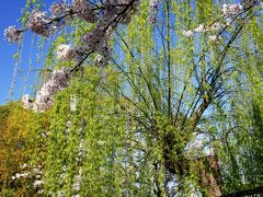 【大阪桜2010】 約８００メートルの桜のトンネル 「柴島浄水場 桜の通り抜け」