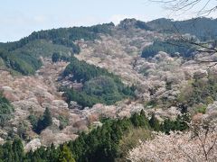 桜満開・そうだ、吉野へ行こう！