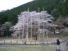 さくら三昧　美濃路をぐるっと。