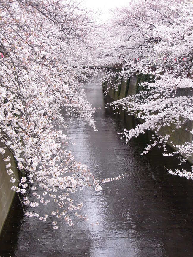 今年は何処の桜を見に行きましょうか？<br /><br />ツアーで遠くへ行くほどの気持ちの高揚は無く・・・少々疲れ気味かな？<br /><br />珍しく　電車で・・・<br />ニュースではお花見のピークと言っていたけれど　８分咲きといったところ<br /><br />初めてのところで　桜・さくら・桜で圧倒されました。<br /><br />東急東横線　中目黒駅下車<br /><br />信号を渡って直ぐに　目黒川沿いに・・・<br /><br />参考<br /><br />http://www.city.meguro.tokyo.jp/event/sakura/<br /><br />・・・約３．８キロメートルの川沿いの両岸に、約800本の桜（大部分がソメイヨシノ）が咲き・・・<br /><br /><br />