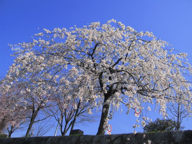 京都の桜は円山公園だけやおへんよ。<br />家の近所のさくらもキレイなんよ。<br />七条〜五条の鴨川沿い、満開♪