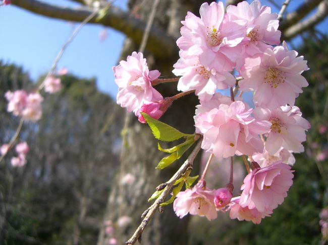 春になると桜が見たくなります。だって日本人なんだもん♪<br />桜なしでは春が来た気がしないっ！！<br /><br />そんな訳で神代植物公園で桜を堪能し、ついでに近くにある深大寺にも足を延ばしてみました！<br />