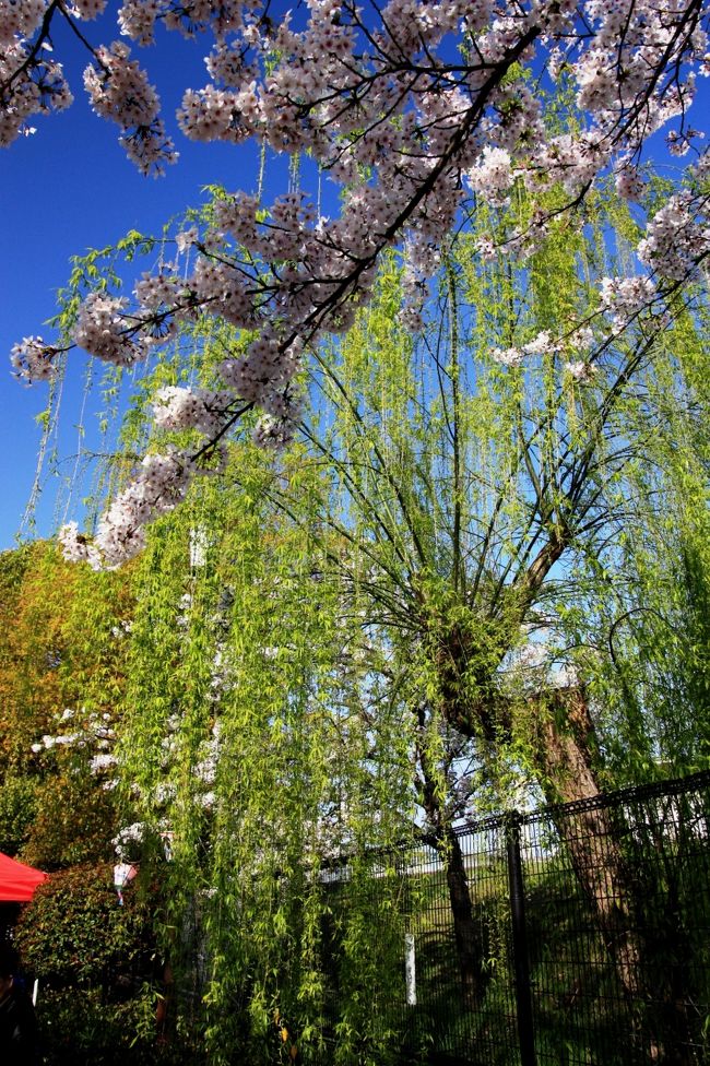 柴島（くにじま）浄水場内の桜並木道約４６０ｍに飛鳥町公園の桜並木と合わせると約８００ｍにもなる桜のトンネルを開放。<br />樹齢５０年を超えるソメイヨシノをはじめ約１６０本の桜並木。<br /><br />夜間にはぼんぼりが灯り、朝から夜まで桜の表情を楽しむことができます。<br />