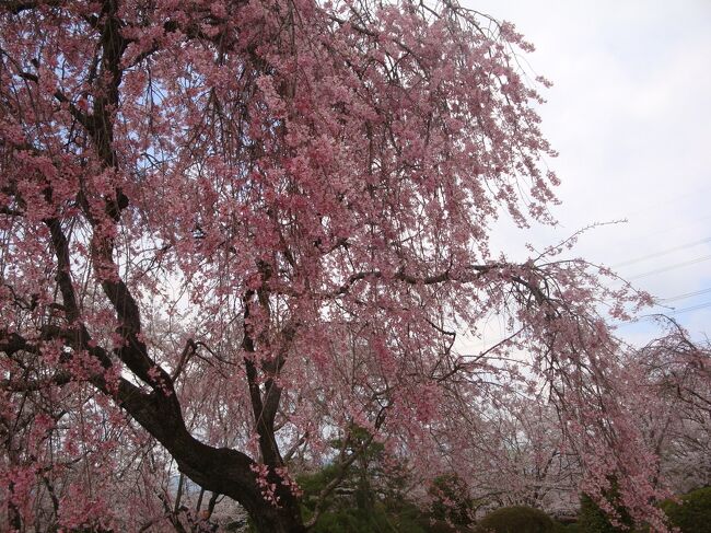 朝、「なんか、どっか行きたいねえ。」という話になり、<br />お花見行きが決定。<br /><br />いいのか？こんな生活で・・・<br />「生きていけるのかしら？」<br /><br />と、言いつつ、おむすび作って、<br /><br />桜が咲いてそうなとこってどこ？<br />ネットで調べ、<br /><br />「行ったこと無いところに行こう」<br />西へ行こうか？<br />東に行こうか？<br />そして、<br />富士山が見えるのを期待して、大石寺にいくことにしました。<br /><br />それは、それは広大な敷地でたくさんの桜がみごと。<br />圧倒されました。
