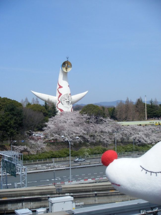 万博記念公園に花見に行きました〜♪