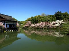 京都を歩く(50) 文豪が愛した「紅の雲」　平安神宮・神苑の八重紅枝垂桜