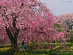 都賀町、長福寺のしだれ桜。