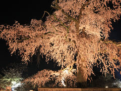 洛東　円山公園（まるやまこうえん）、ライトアップの枝垂桜　/京都市東山区円山町
