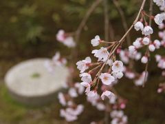 2010・04　近所の桜を見に行こう