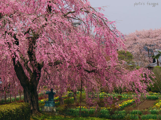 今年は例年よりも桜の開花が遅いためか、毎年の自分の行動では間に合わないことが多い【しだれ桜】の満開時期に遭遇できています。実はソメイヨシノよりも、枝垂れのほうが好きなため今年はウキウキです(笑)<br /><br />この日は都賀町から岩船町を巡っていました。<br />朝から晴れとのことで準備していたのですが、実際には花曇りとなってしまったのです。チョイチョイ、青空になっていたのですが。<br /><br />さて、まず最初に行ったのは700年を越す古刹、都賀町の長福寺です。<br />国道293号線と東北自動車道の都賀西方PAの交差する東側を南方向、都賀町の赤津小学校を目印に行けば川沿いにあります。<br /><br />ゼンリン地図のナビだとこの周辺は細道まで載っていないので、前もって場所を把握しておくと迷わないと思います。<br />境内には何台か車が奥に置けますが、参道がかなり狭くカメラマンや見物客が多いので入っていかない方が良いと思います。<br /><br /><br /><br />長福寺は「大醫山・長福寺」を山号とする曹洞宗のお寺です。<br /><br />花の寺として、四季折々の花が咲く名所となっていますがその中でも一番はしだれ桜です。門から入ると、根元の所に祠がある古木のしだれ桜が目に入ります。これが樹齢200年と云われているしだれ桜で、その奥中央に構えているしだれ桜は樹齢が60年だそうです。<br /><br />何本もしだれ桜があるのはいいですね。<br /><br /><br /><br />ただ・・・来ているカメラマンな人たちはかなりマナー(というか常識的に)悪かったですね。近くで見ている人にどいてくれーと叫ぶは、三脚の片づけとかわざわざ花のそばでやっているし。なかなか他の観光地では見れないくらいに自分勝手というか。特に(確実に)何人かで来ているジジイババアですね(毒)。<br /><br />ちょっと辟易したので、すぐ次の場所へ向かいました。