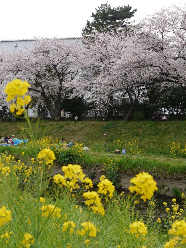 とよかわ＝豊川稲荷と思っていましたが<br /><br />佐奈川堤の桜が「愛知県のさくら名所」の一つと<br />して紹介されていたので出掛けてみました。<br /><br />コースは豊川市佐土町「であい橋」〜堺町「堺橋」<br />「JR豊川駅」下車徒歩10分〜15分<br /><br />豊川駅で頂いた桜周遊ガイド「とよかわ桜マップ」<br />には「佐奈川堤の桜」以外にもたくさんの豊川市<br />桜スポットが紹介されていました。<br /><br />「佐奈川堤のさくら」を見た後は定番？の<br />豊川稲荷にお参りです。<br /><br />