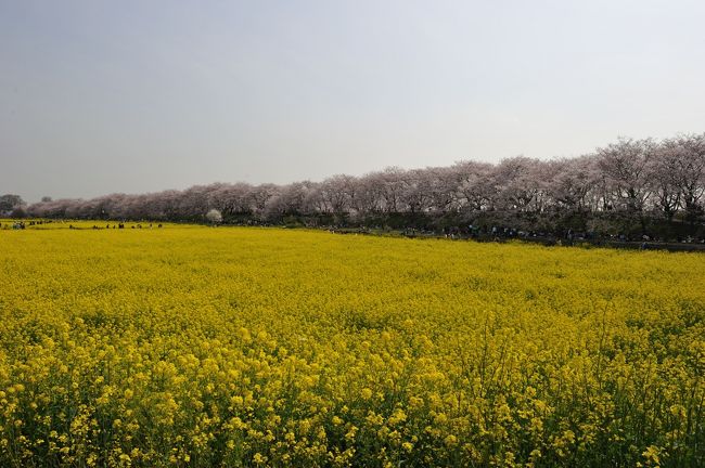 桜満開の季節、一度は見てみたいと思っていた、埼玉県幸手の権現堂公園の桜堤に初めて行ってきました。<br />幸いこの日の天気はまあまあでしたので、桜と菜の花が本当に見事な取り合わせで楽しめました。