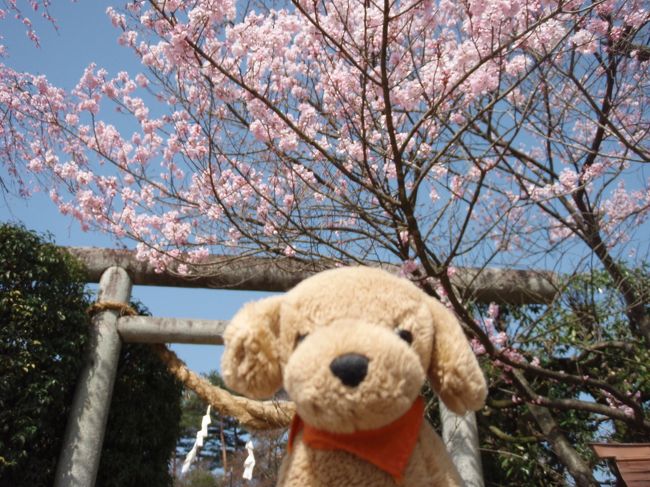 本日４月９日、福島で待ちに待った桜の開花宣言が～♪<br /><br />昨年よりは３日遅いとの事ですが、福島にもやっと桜の季節がやってきました～<br /><br />福島市内中心部にある信夫山（しのぶやま）のソメイヨシノの花が開くと出される開花宣言。<br />もちろん、その場所以外では“我先に”と花を咲かせた桜も見られます♪<br /><br />晴れて暖かだったので、ちゃむたもちょこっと出かけてみました～