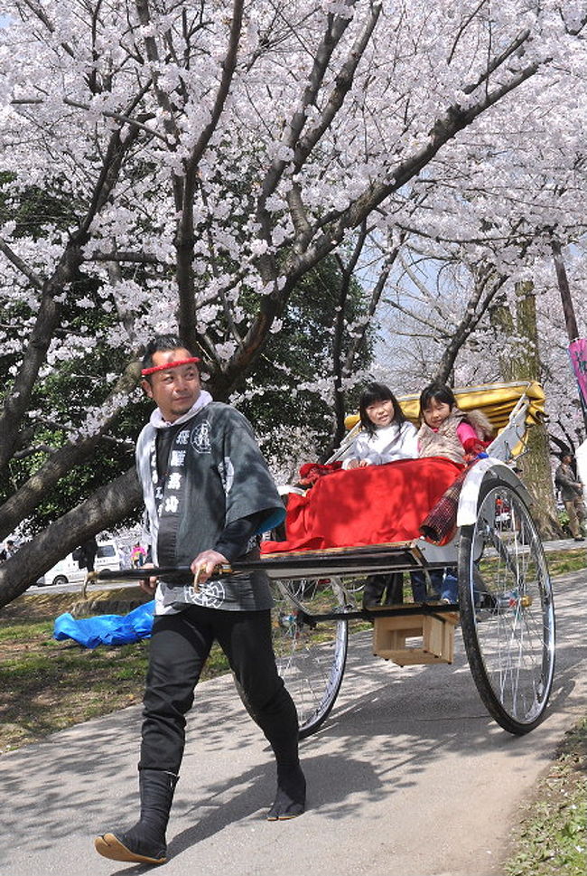 この時期は、桜祭りが多いので<br />しかし、ここ毎年来てます..各務原市桜まつりへ<br />久しぶり友達に逢ったので.お喋り夢中になり<br />いろんなイベントを撮る事が..時間の有る限り<br />少し撮れないので..過去2年間を後記してありますので参照して下さい。<br /><br />岐阜県各務原市の市街地を流れる新境川の両岸約5?で咲き誇る「百十郎桜」<br />新境川堤の桜並木 「日本さくら名所100選」の一つに選ばれた、<br />千本以上ものソメイヨシノが新境川の両岸に渡って桜色に染める時に<br />各務原市民が愛する新境川の「百十郎桜」祭りの広場「20万人の広場」にて<br />「第34回各務原市桜まつり」が開催されました。<br /><br />    * 桜まつりセレモニー・ミスかかみがはら発表会<br />      3日　午前9時〜9時30分、中央図書館南メーンステージ<br />    * パレード<br />      3日　午前9時40分〜<br />    * ステージ発表<br />      ダンスや和太鼓、マジックなど楽しい公演がめじろ押し。<br />      3日　午前10時30分〜午後5時、4日　午前10時〜午後5時<br />    * ミスかかみがはら撮影会<br />      3日　午前11時〜、出会い橋東へ集合<br />    * 桜観覧船<br />      3日　午前10時〜午後4時30分<br />    * 4日　午前9時20分〜午後4時30分<br />    * 費用　高校生以上200円、中学生以下100円、乳幼児無料<br /><br />　　　　　お問い合わせ/各務原青年会議所<br />　　　　　電話・058-383-3655<br /><br />    * 人力車に乗ろう<br />      3日　午前11時〜午後4時、4日　午前10時〜午後4時<br />      費用　一人200円<br />    * 各務原市桜まつり データ<br />      会場　　　　新境川堤<br />      住所　　　　岐阜県各務原市<br />      交通　　　　名鉄市民公園前駅から徒歩すぐ<br />      駐車場　　　あり(有料500台)<br />      料金　　　　無料<br />      問合せ先　　058-383-9925(市役所観光交流課)<br />      ドライブ　東海北陸道岐阜各務原ICから国道21号経由で　　　　　　　　　　　　　　　　　　　　　　　　　　4km10分<br /><br />■旅行名：第34回各務原市桜まつり..その1...イベント<br />■ＵＲＬ：<br />■旅行名：第34回各務原市桜まつり..その2...桜と桜観覧船<br />■ＵＲＬ：http://4travel.jp/traveler/isazi/album/10446684/<br />■旅行名： 第33回各務原市桜まつり..その1/イベント<br />■ＵＲＬ：http://4travel.jp/traveler/isazi/album/10324705/<br />■旅行名：第33回各務原市桜まつり..その2/桜<br />■ＵＲＬ：http://4travel.jp/traveler/isazi/album/10324835/<br />■旅行名：第32回各務原市桜まつり..その1...桜と人力車<br />■ＵＲＬ：http://4travel.jp/traveler/isazi/album/10232972/<br />■旅行名：第32回各務原市桜まつり..その2...桜と桜観覧船<br />■ＵＲＬ：http://4travel.jp/traveler/isazi/album/10232975/