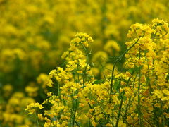 菜花咲く伊予へ(2) 宇和島へ ～2010年2月～