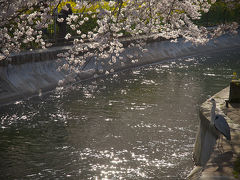 ＜京都第27旅＞ 2010年4月　古都桜巡り　1日目①　山科疎水