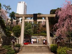 乃木神社　桜 満開